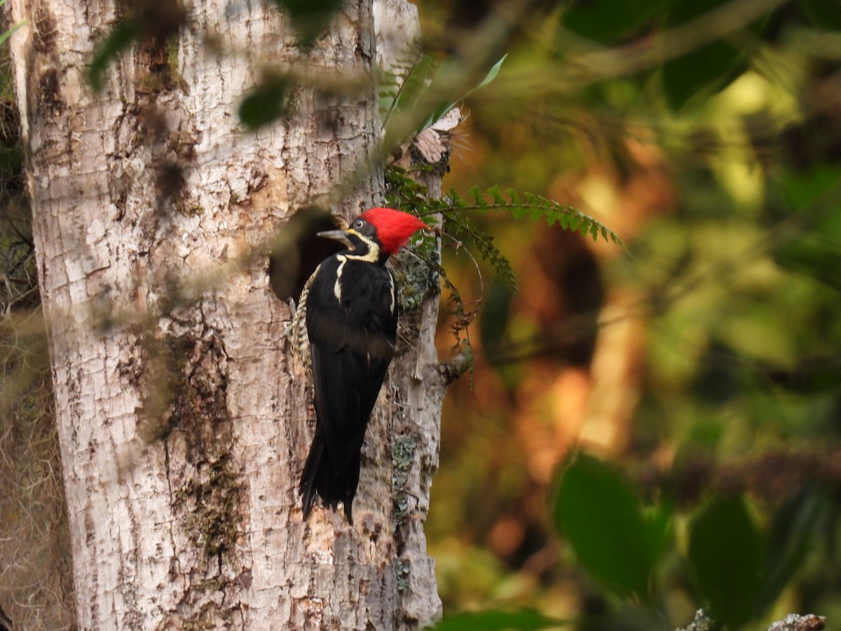 Lineated Woodpecker - ML646416495