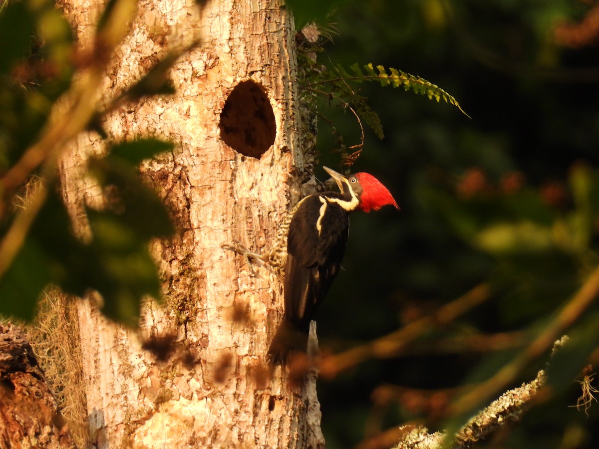 Lineated Woodpecker - ML646416497