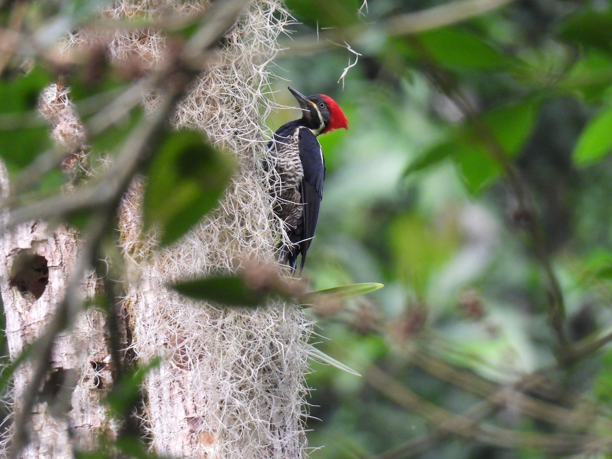 Lineated Woodpecker - ML646416498