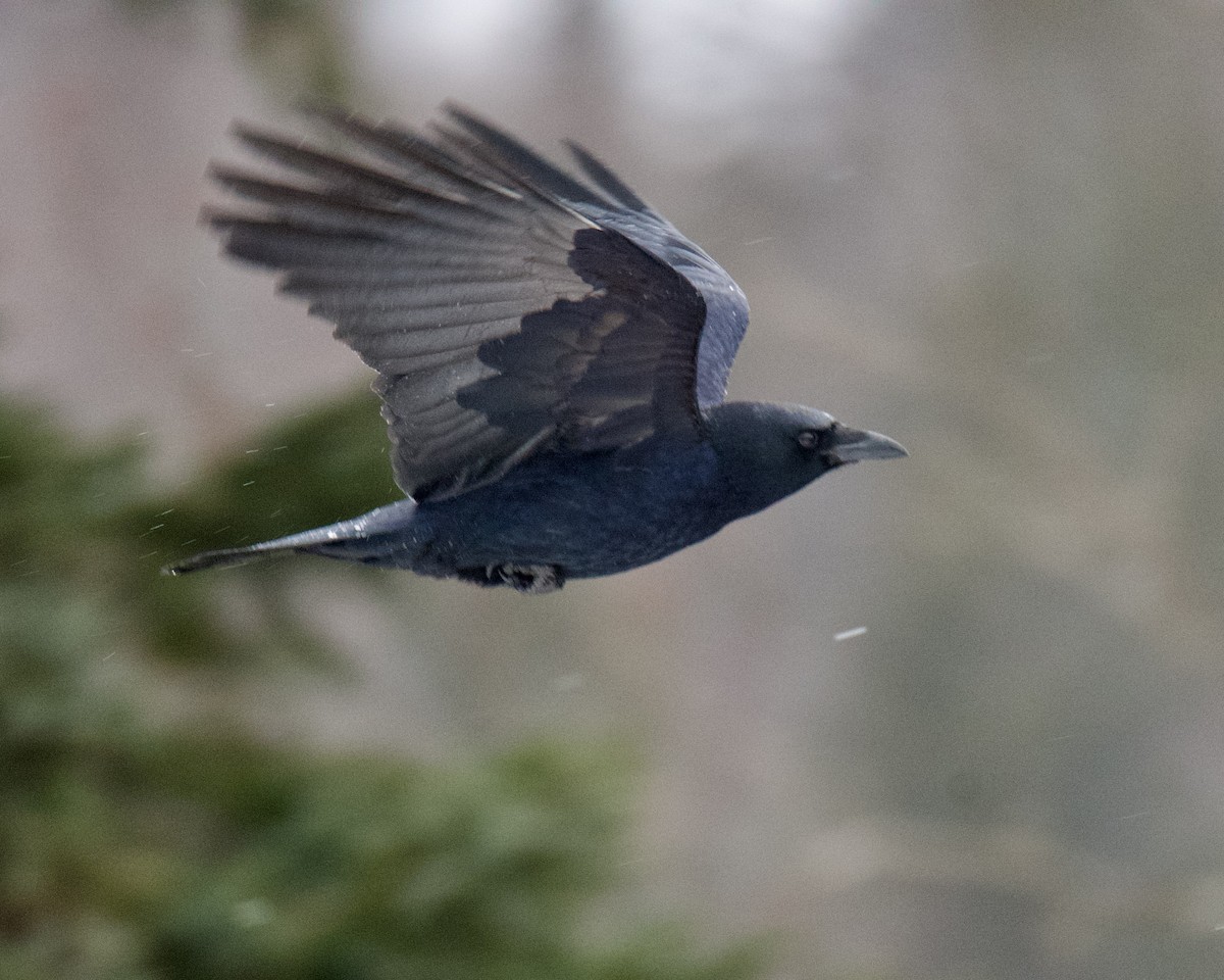 American Crow - ML646416501