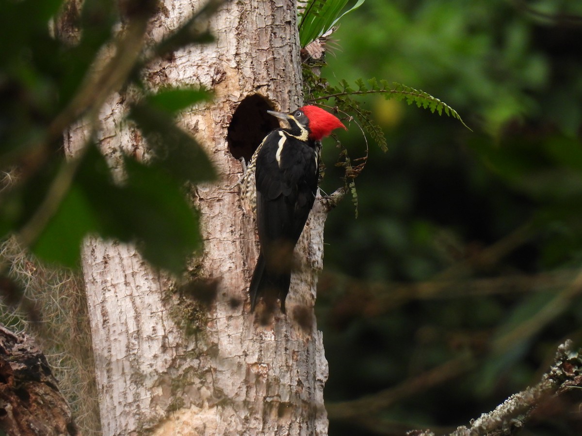 Lineated Woodpecker - ML646416502