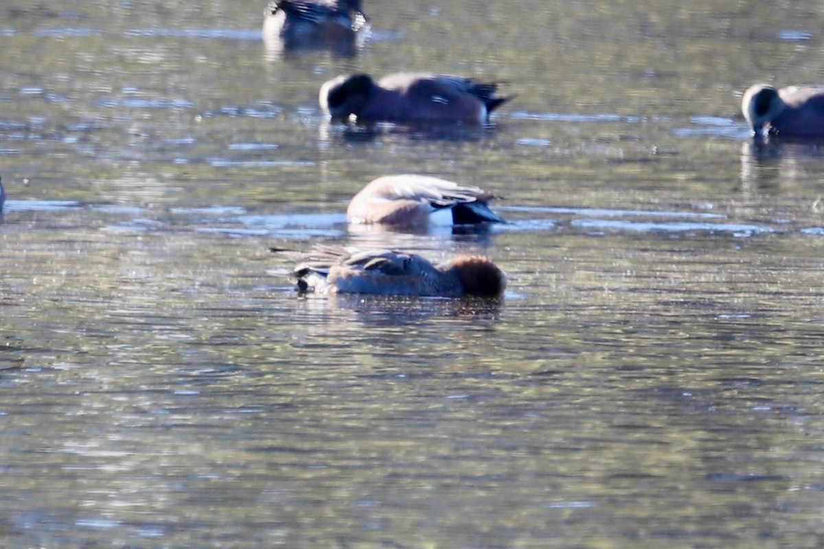 Eurasian Wigeon - ML646416503