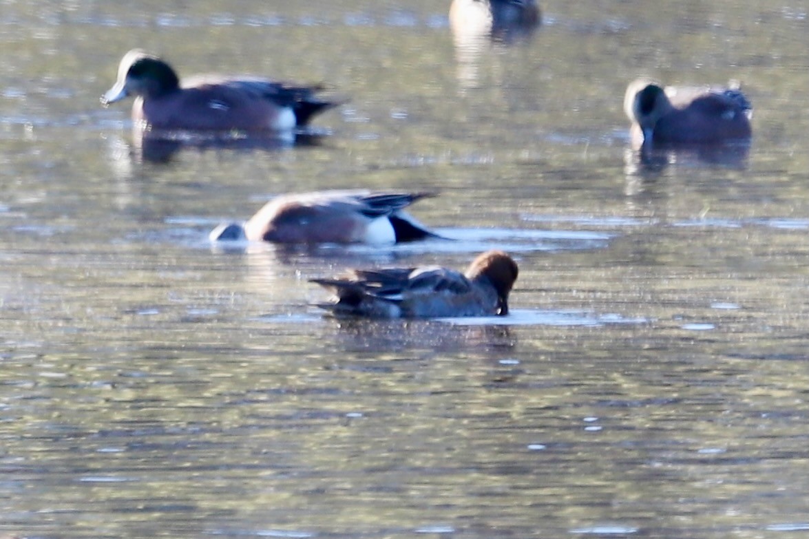 Eurasian Wigeon - ML646416504