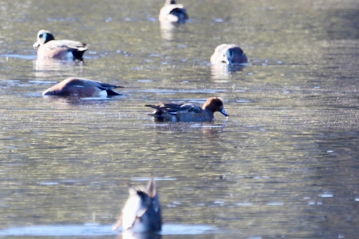 Eurasian Wigeon - ML646416505