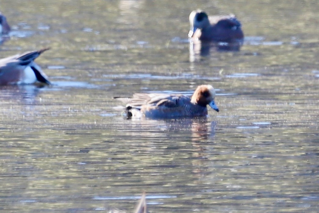 Eurasian Wigeon - ML646416506