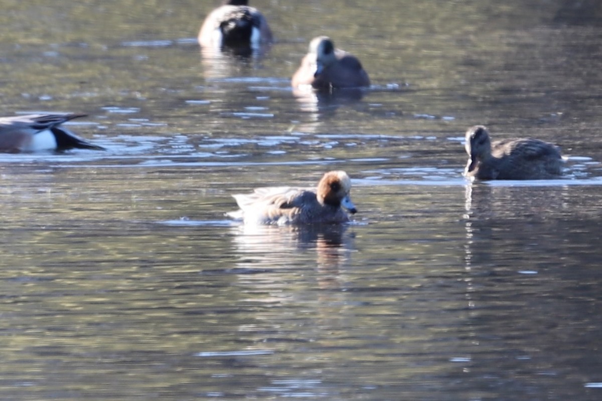 Eurasian Wigeon - ML646416507