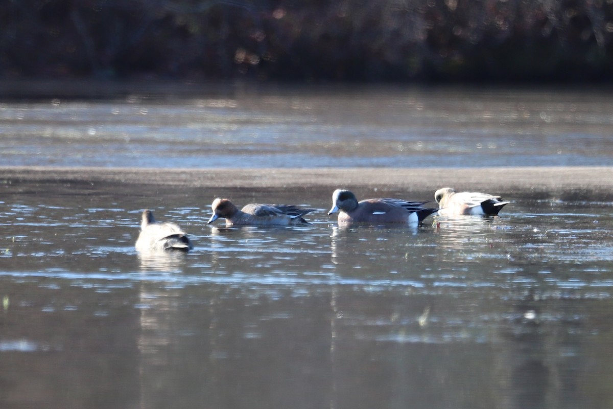 Eurasian Wigeon - ML646416508