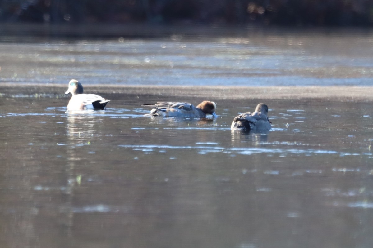 Eurasian Wigeon - ML646416509