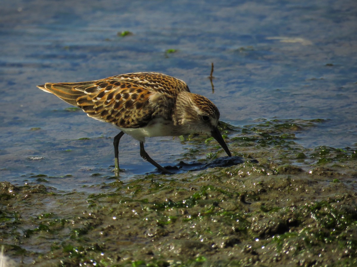 Least Sandpiper - ML64641651