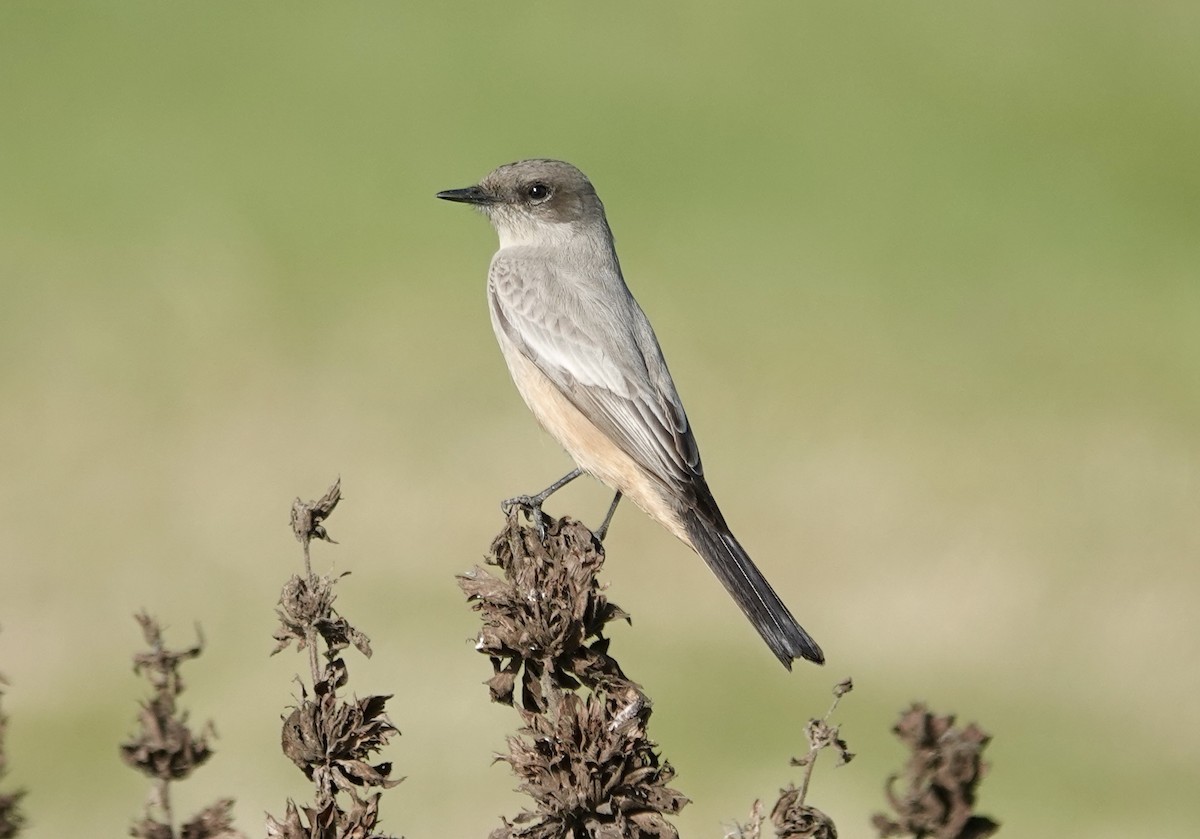 Say's Phoebe - ML646416515