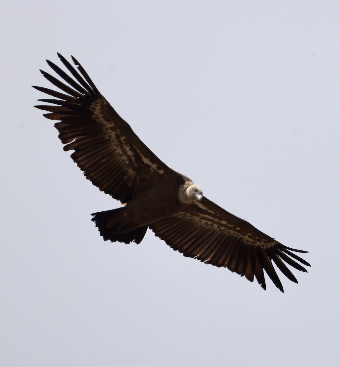 Eurasian Griffon - ML646416516