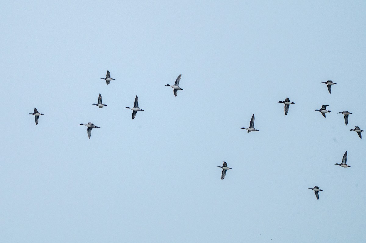 Codone - ML646416517