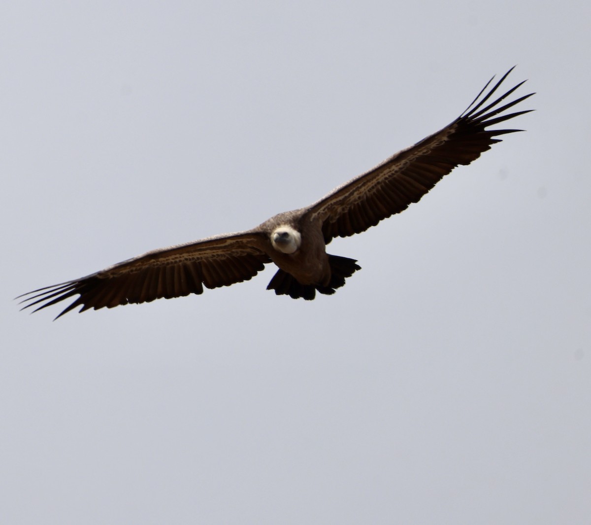 Eurasian Griffon - ML646416523