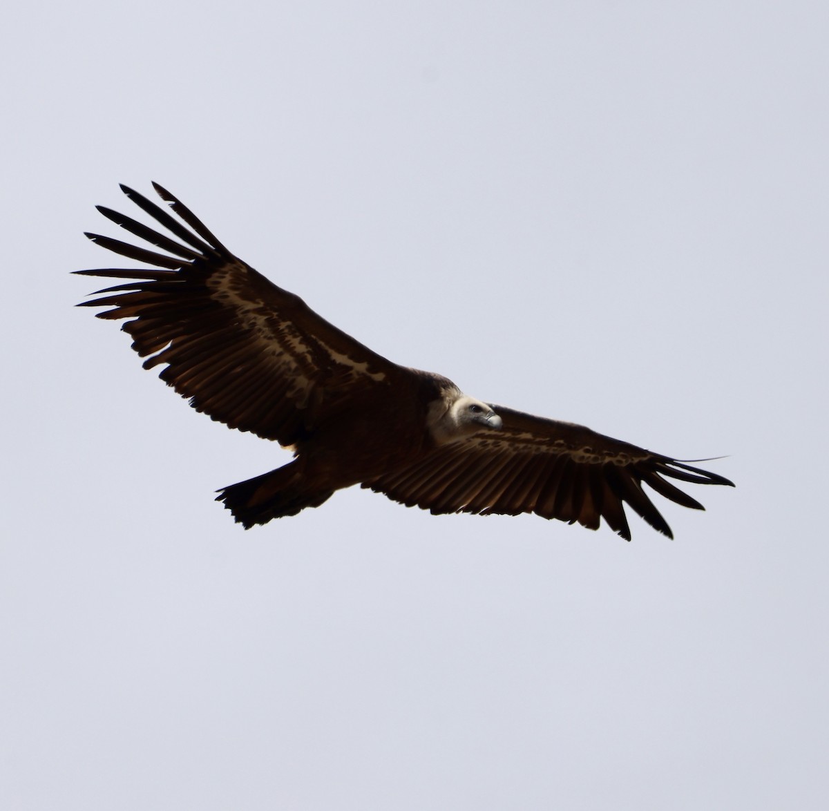 sup bělohlavý - ML646416525