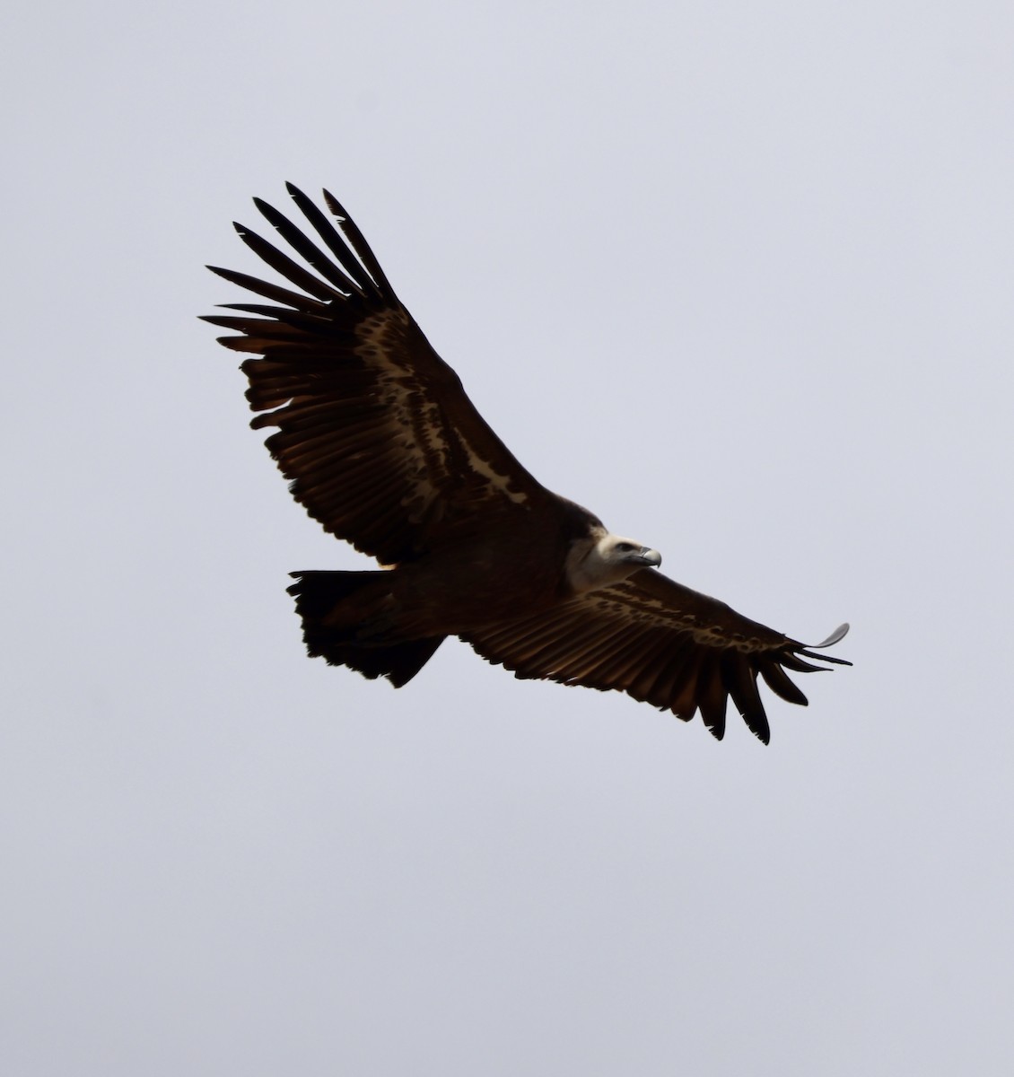 Eurasian Griffon - ML646416526