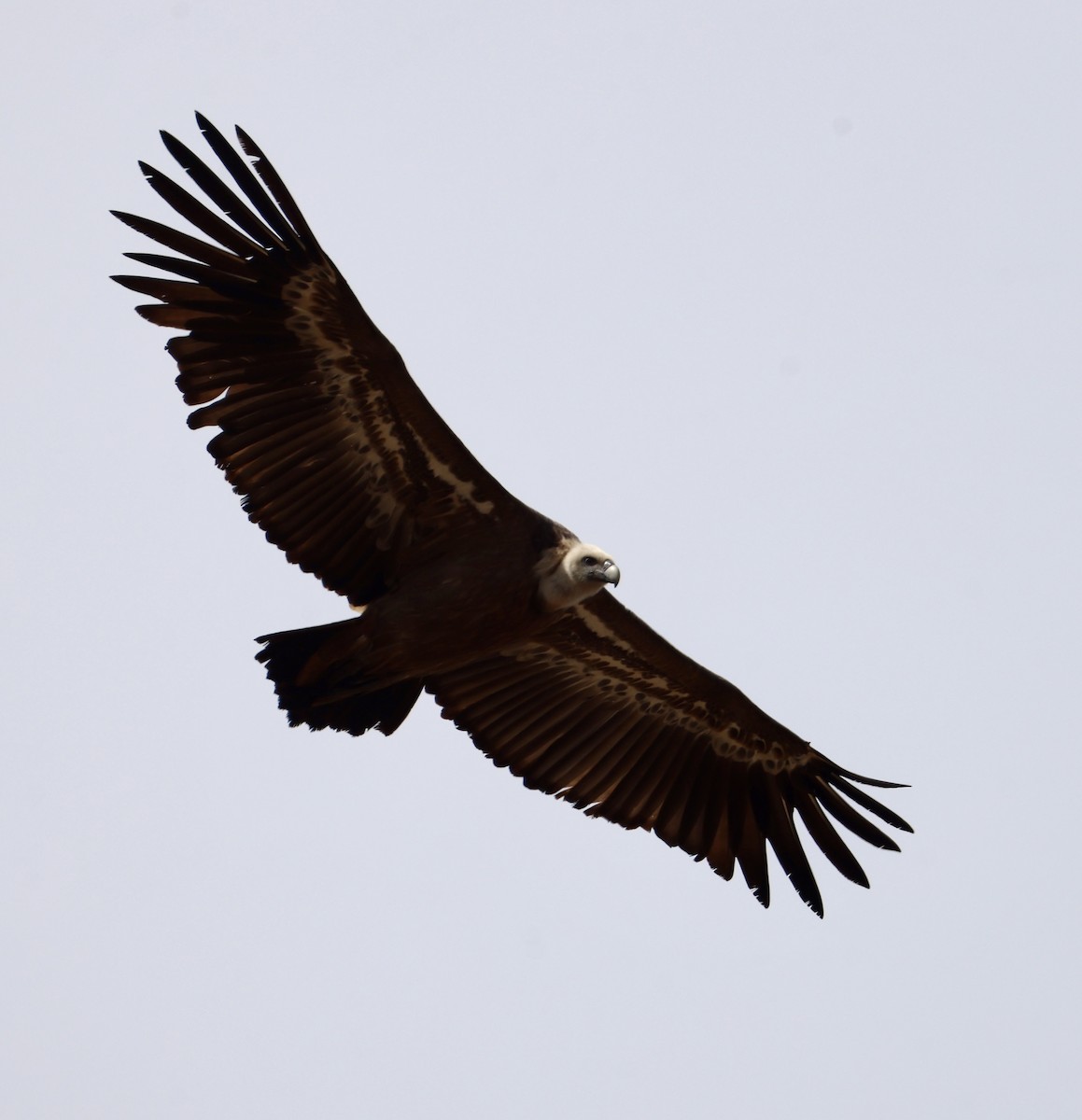 Eurasian Griffon - ML646416527