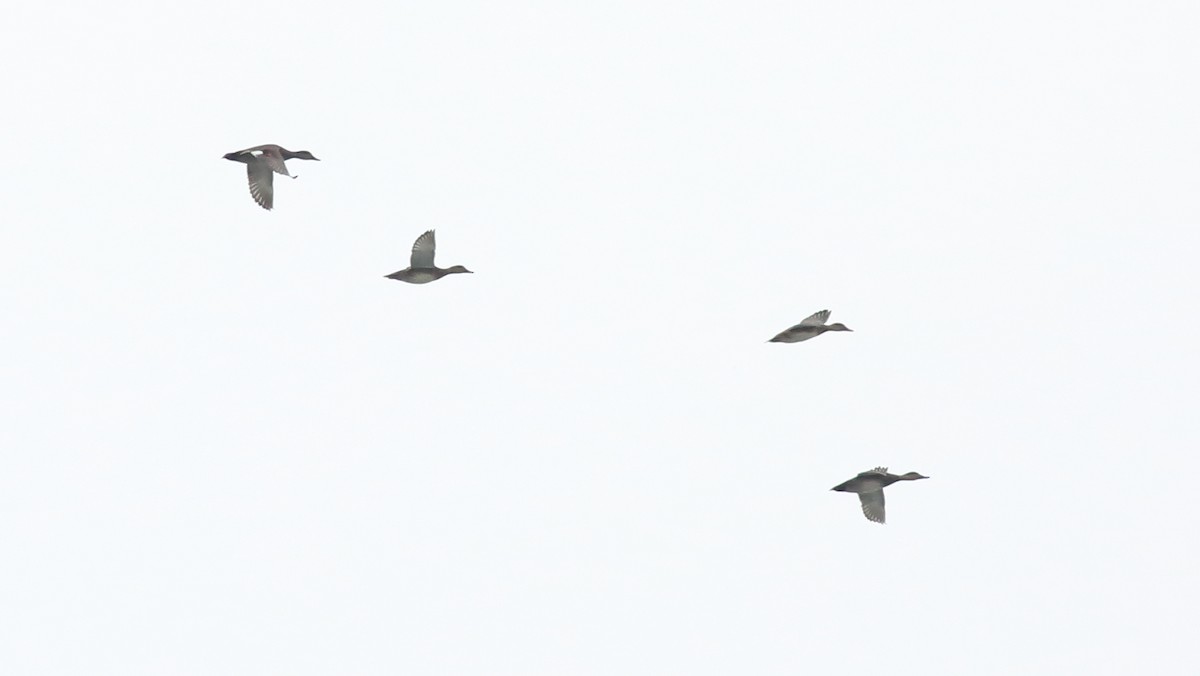 Gadwall - ML646416528