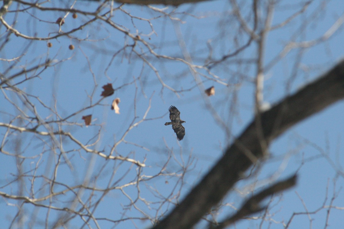 Bald Eagle - ML646416529