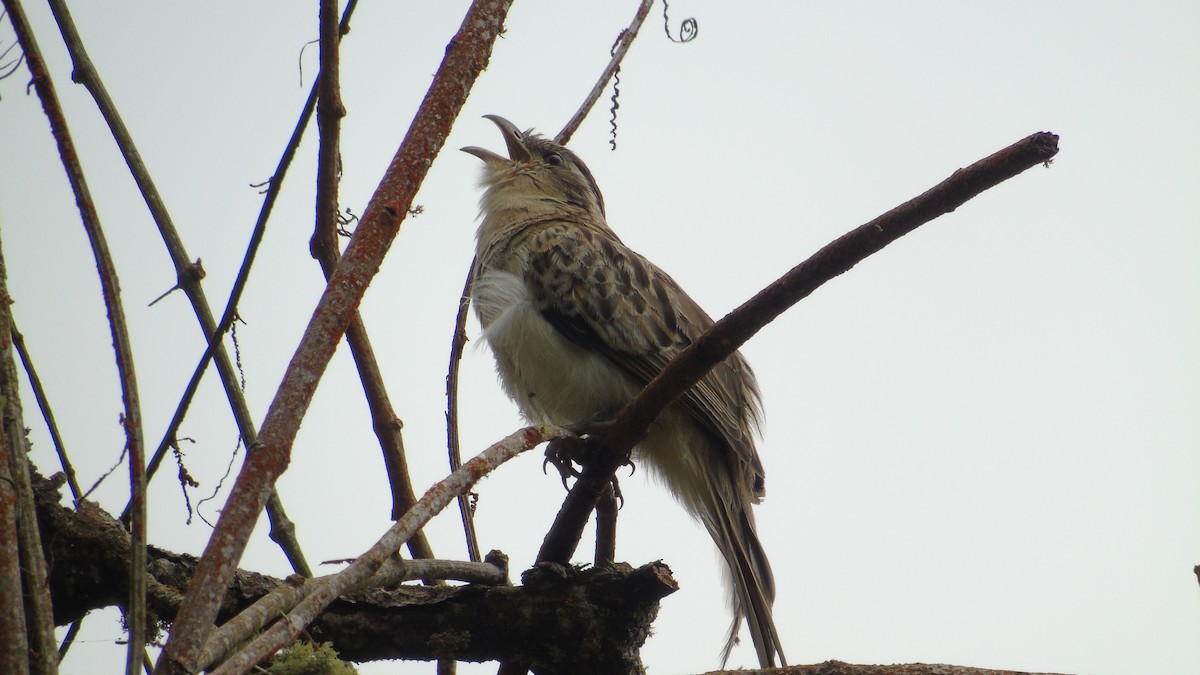 Striped Cuckoo - ML646416530