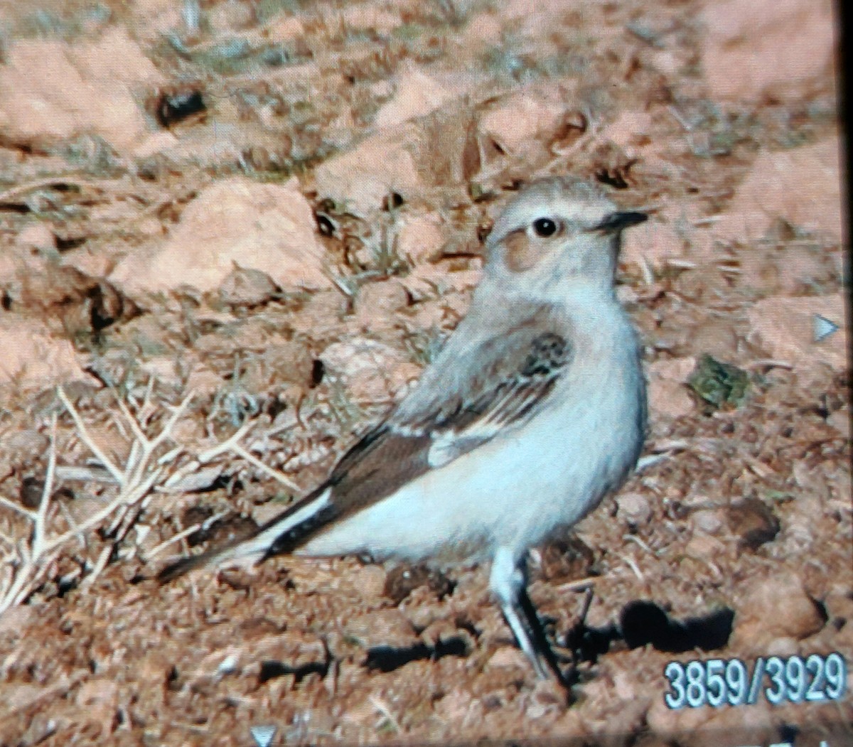 Mourning Wheatear (Maghreb) - ML646416532