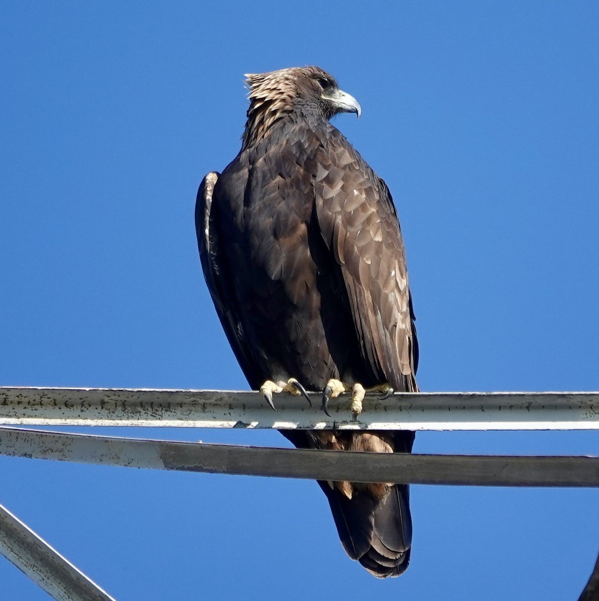 Golden Eagle - ML646416533