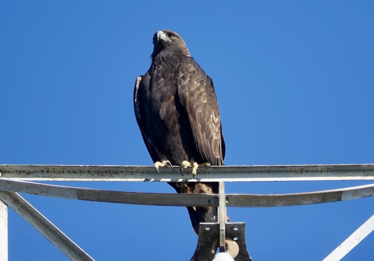 Golden Eagle - ML646416534