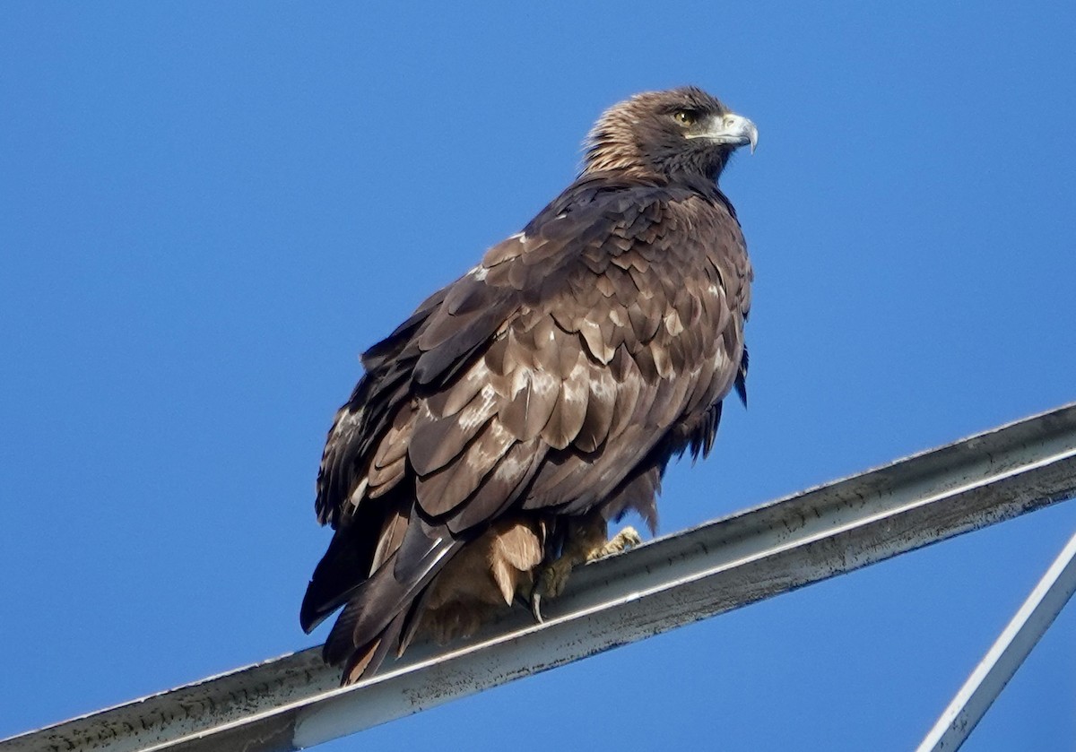 Golden Eagle - ML646416535