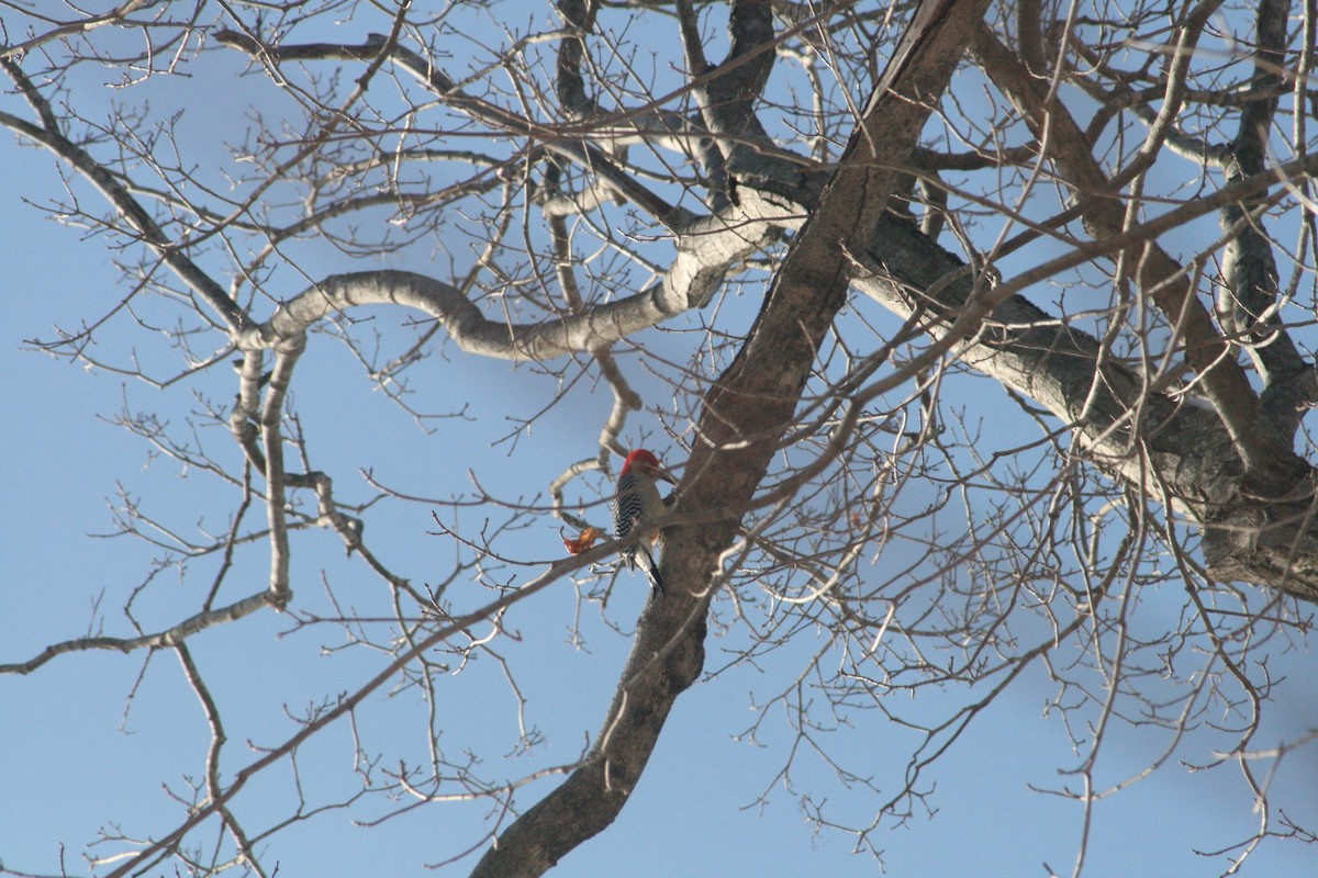 Red-bellied Woodpecker - ML646416536