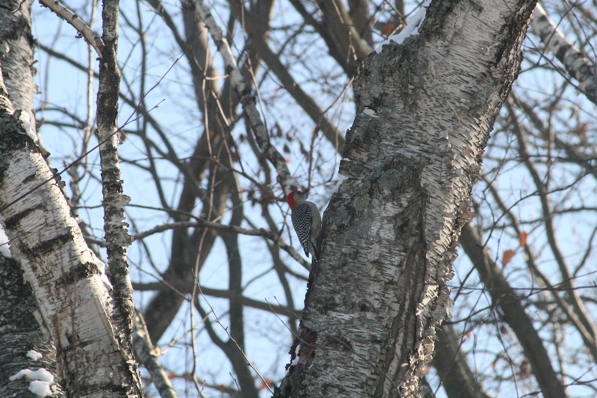Red-bellied Woodpecker - ML646416537