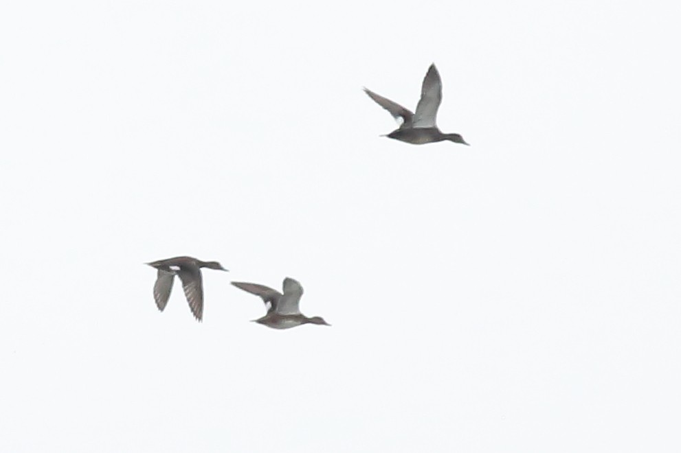 Gadwall - ML646416540