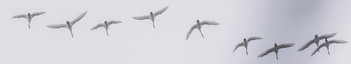 Tundra Swan - ML646416541