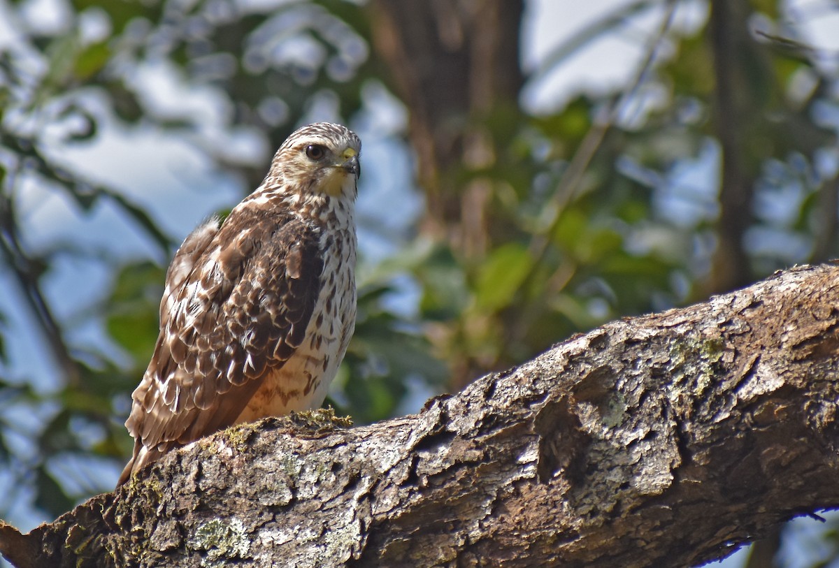 Канюк ширококрилий - ML646416542