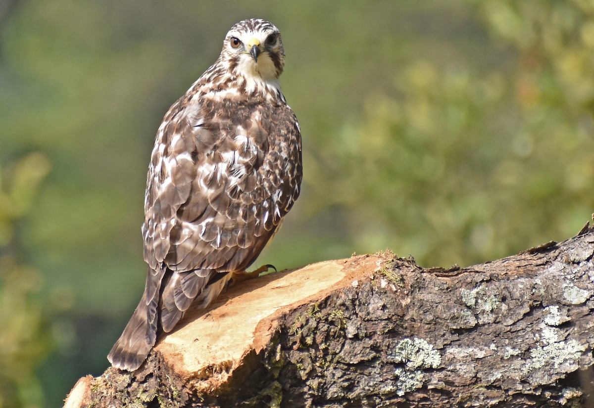 Канюк ширококрилий - ML646416543