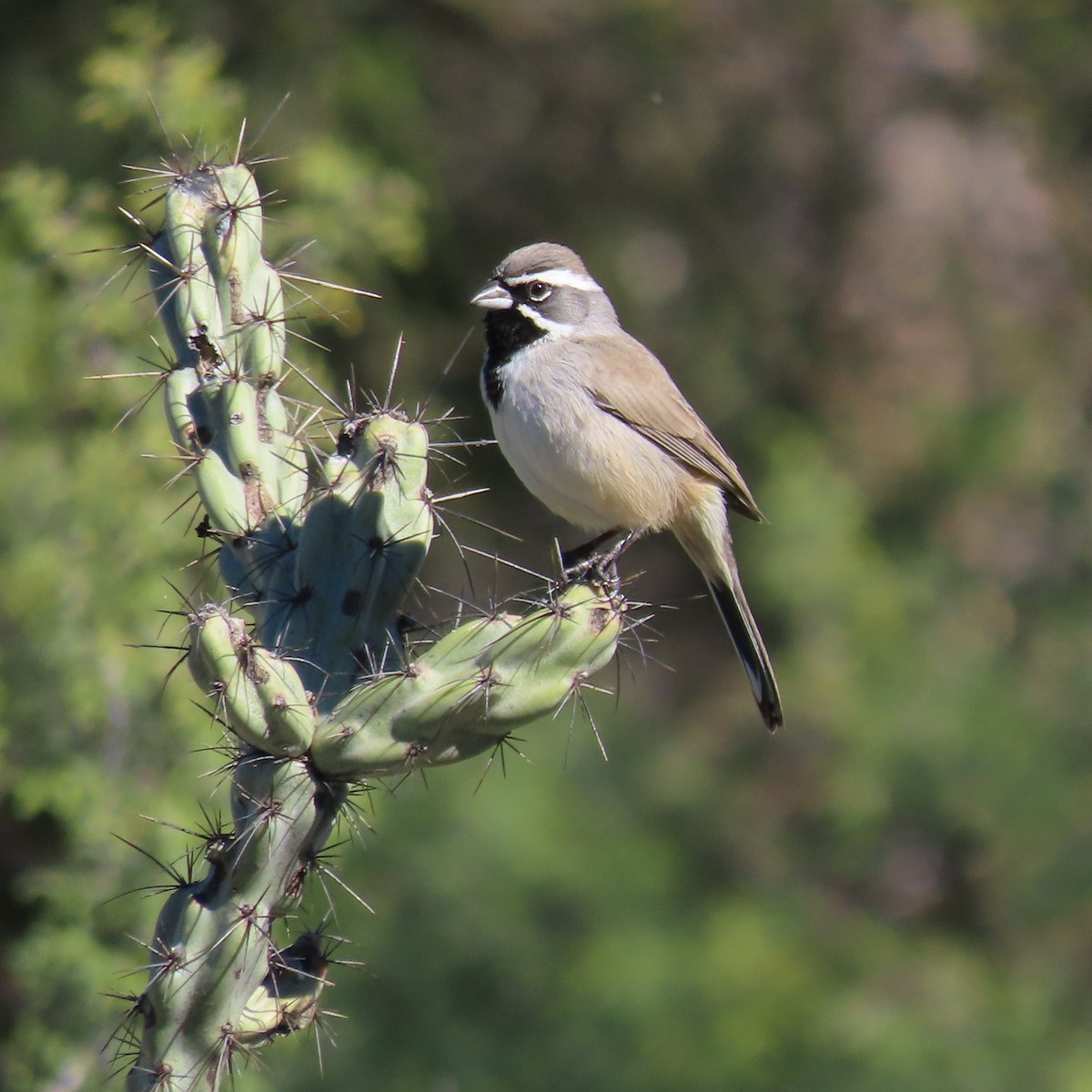 Black-throated Sparrow - ML646416544