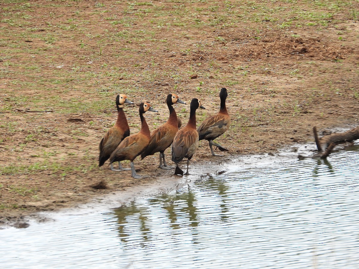 husička vdovka - ML646416546