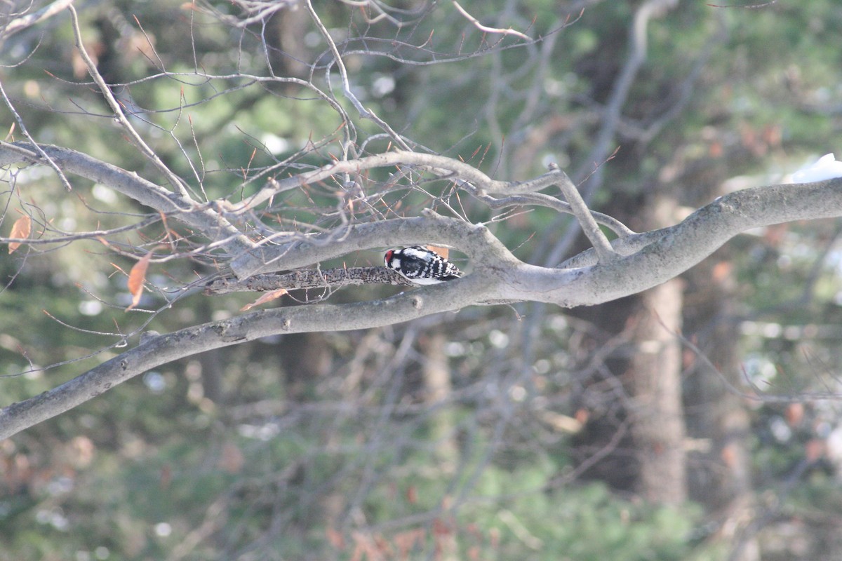 Downy Woodpecker - ML646416552
