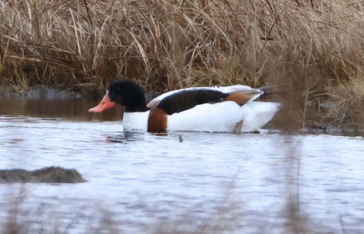 Common Shelduck - ML646416553