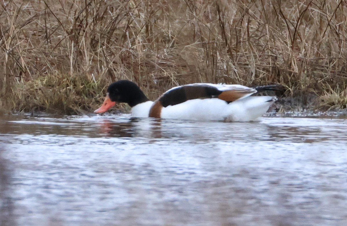 Common Shelduck - ML646416554
