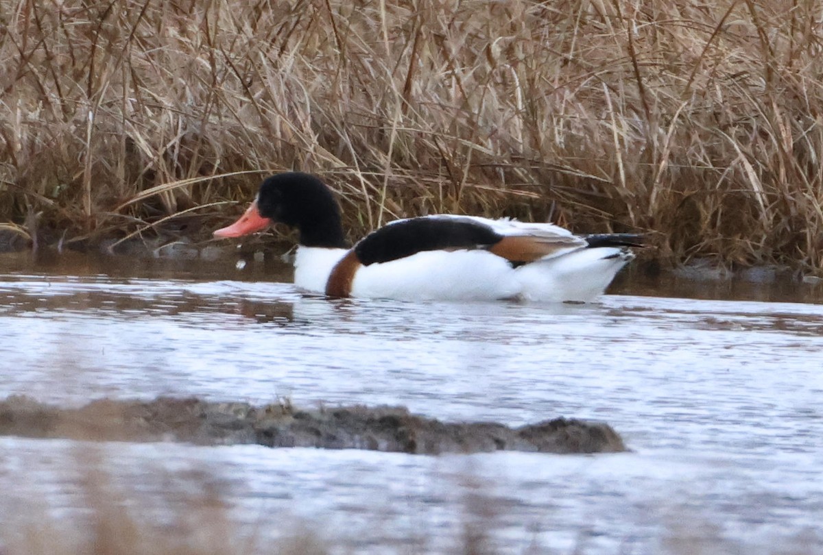 Common Shelduck - ML646416555