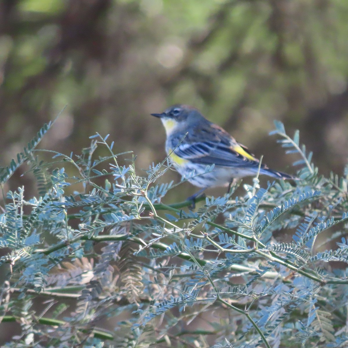 Yellow-rumped Warbler - ML646416561