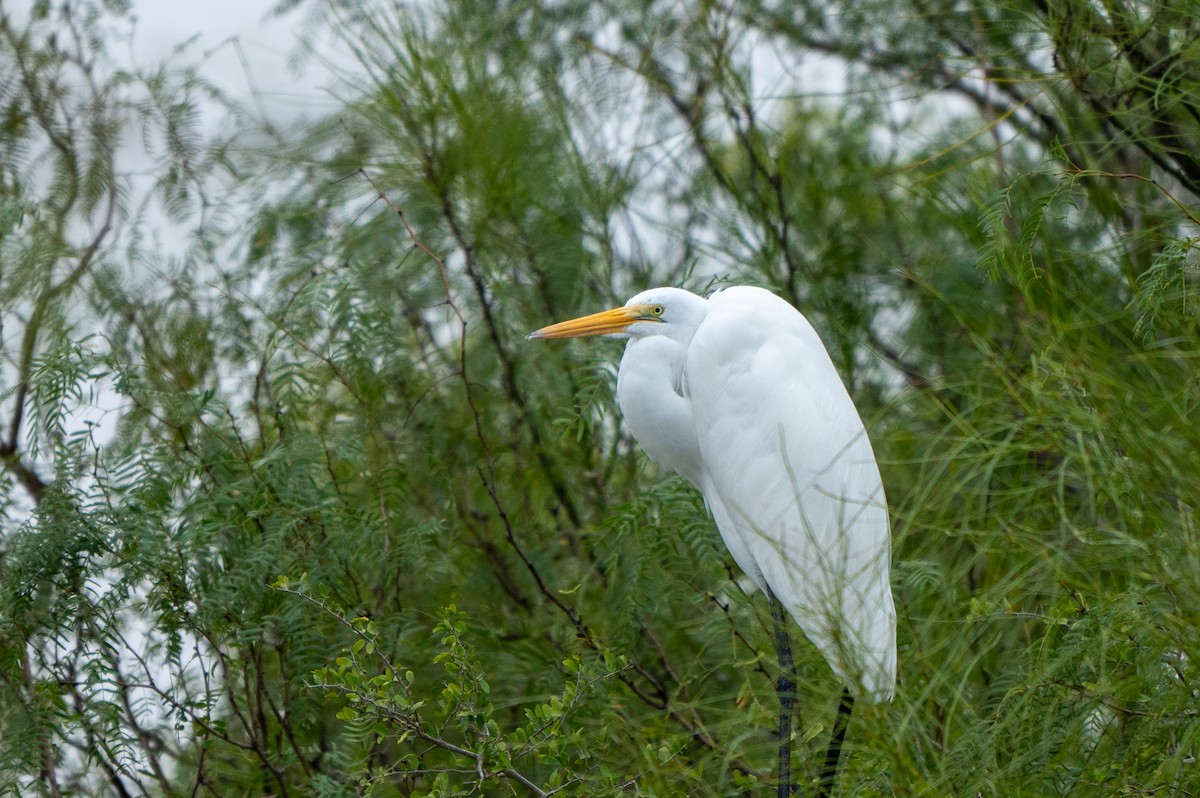 Great Egret (American) - ML646416562