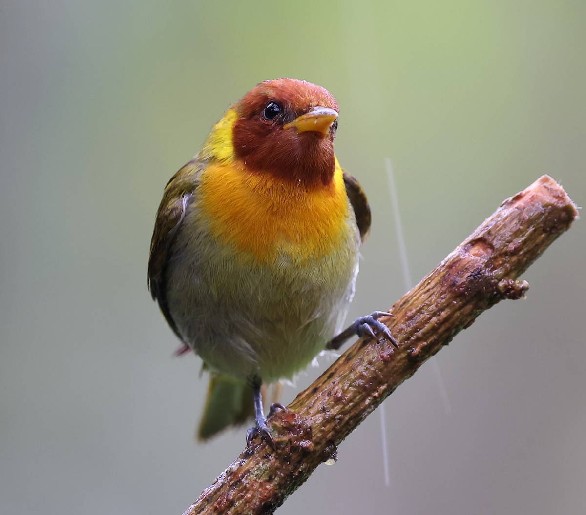 Tangara à tête rousse - ML646416564