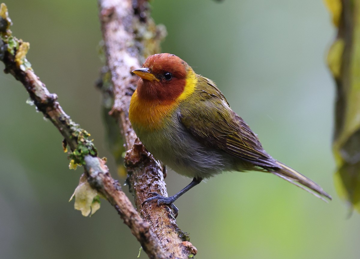 Tangara à tête rousse - ML646416565