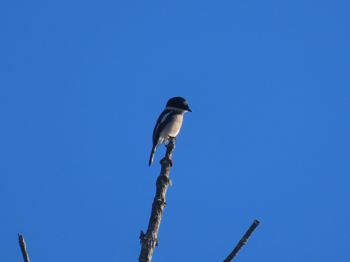 Bar-winged Flycatcher-shrike - ML646416566