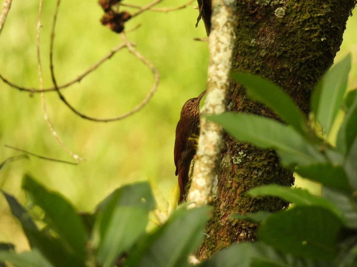 Streak-headed Woodcreeper - ML646416567