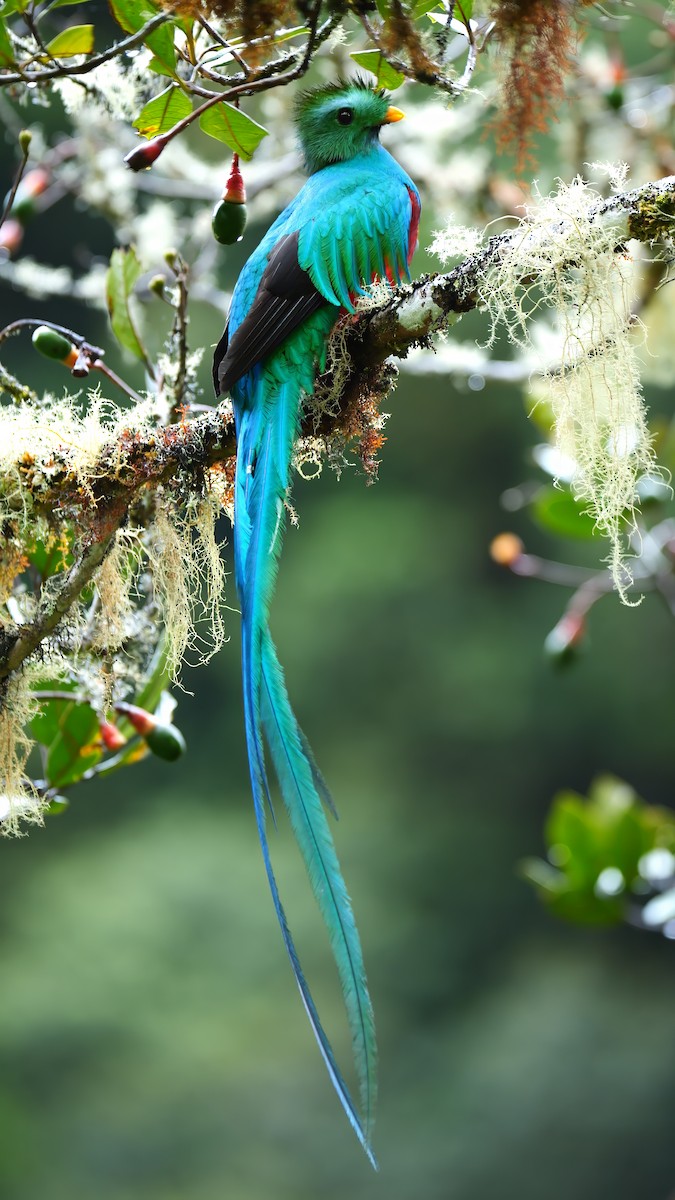 Quetzal resplendissant - ML646416571