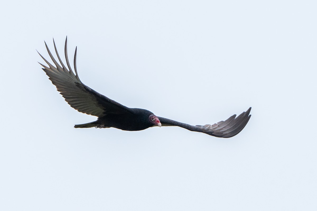 Turkey Vulture - ML646416572