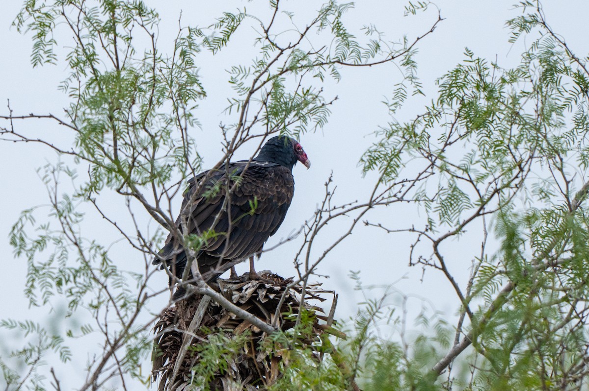 Turkey Vulture - ML646416573