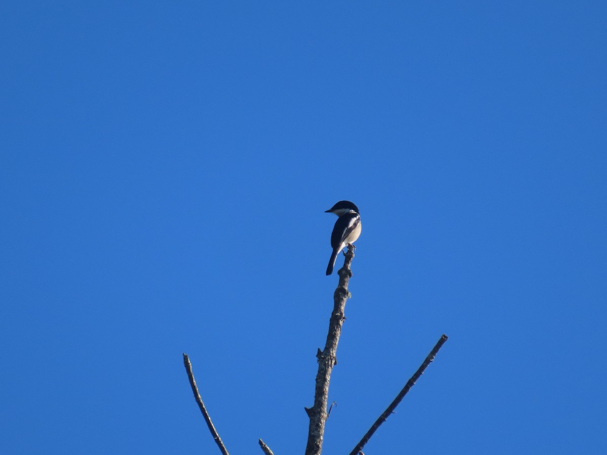 Bar-winged Flycatcher-shrike - ML646416574