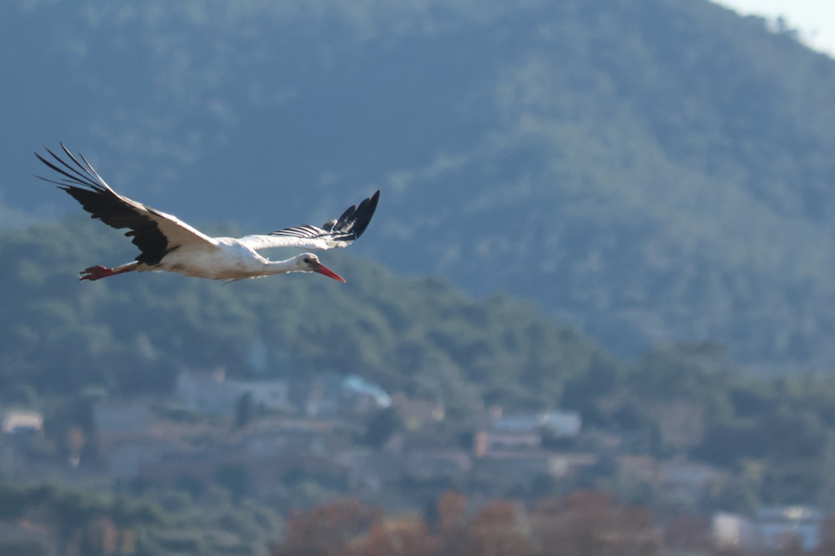 White Stork - ML646416578